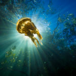 Jellyfish photography